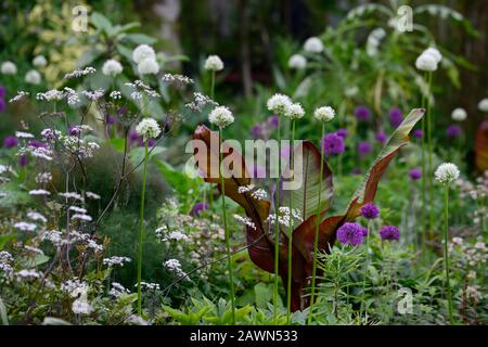 Ensete ventricosum Maureli,allium mount everest,allium purple sensation,anthrisco sylvestris ravenswing,porpora,foglie,fogliame,bianco,fiori,bianco A. Foto Stock