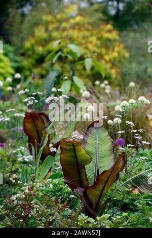 Ensete ventricosum Maureli,Allium Mount everest,allium purple sensation,antrisco sylvestris ravenswing,viola,foglie,fogliame,bianco,fiori,bianco A. Foto Stock