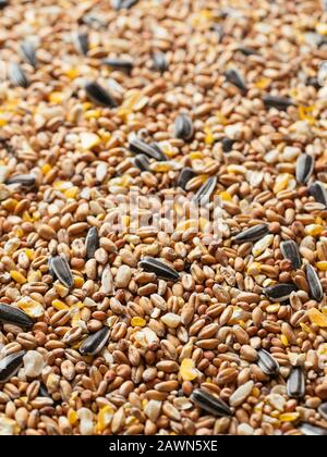 Primo piano di un mix di semi di uccello con grano, miglio, semi di girasole, sorgo, mais e arachidi. Foto Stock