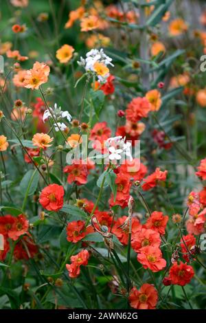 Geum totalmente mandarino, geum scarlatto tempesta, rosso arancio, fiori, fiore, fioritura, combinazione, RM Floral Foto Stock