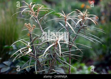 Olearia lacunosa,strette,marrone scuro,foglie,fogliame,capretti tree,RM Floral Foto Stock