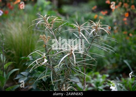 Olearia lacunosa,strette,marrone scuro,foglie,fogliame,capretti tree,RM Floral Foto Stock