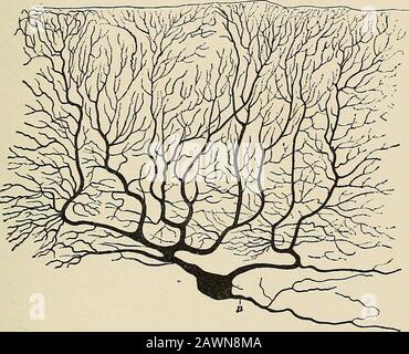 Il problema dell'età, della crescita e della morte; uno studio di citomorfosi, basato su lezioni tenute al Lowell Institute, marzo 1907. Fig. II Copia Dell'originale FiguraFROM IL Coro dei Deiters, in cui è stata pubblicata per la prima volta la prova dell'origine delle fibre nervose direttamente dalle cellule nervose. Thememoir è uno dei classici dell'anatomia. Itwas ha pubblicato postumo, per l'autore diedYoung, alla grande perdita della scienza. La figurepresenta una singola cellula nervosa isolata del motore dal midollo spinale di un bue. L'axon singleunramificati, Ax, è facilmente distinguibile dai dendriti a ramificazione multipla, Deii. Foto Stock