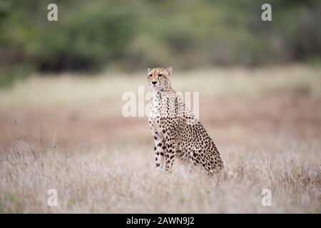 Bella ghepardo seduto sul cespuglio in attesa di una preda