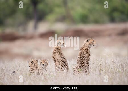 Bel colpo di ghepardi bambino seduto sul cespuglio in attesa per loro madre