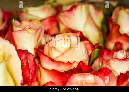 Grande e bel bouquet di colore giallo-rosso rosa su sfondo scuro. La natura. Biglietto di auguri Foto Stock