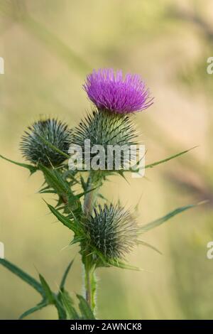 Un singolo capo del Thistle Spear (Cirsium Vulgare), l'emblema della Scozia Foto Stock