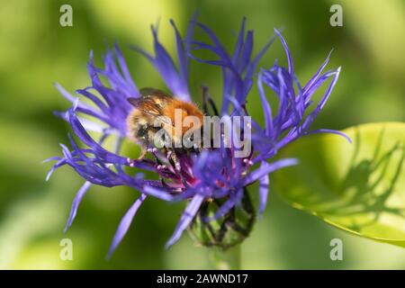 A Moss Carder Bee (Bombus Muscorum) Alimentazione Sulla Cornflower Montagna (Centaurea Montana) Foto Stock
