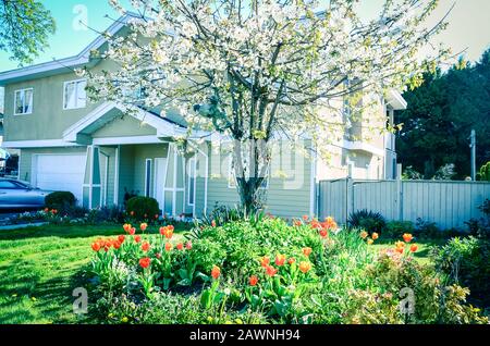 Fiori di ciliegio e tulipani rossi in fiore davanti al cortile di due piani casa a Vancouver BC Foto Stock