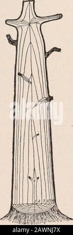 Un corso pratico in botanica : con particolare riferimento ai suoi cuscinetti sull'agricoltura, l'economia e l'igiene . l'anno prima. Mentre il lavoro della pianta è più attivo e la sua crescita più forte molla di vigoralso, i condotti più grandi sono formati allora,il tessuto che diventa più vicino e più fine come il theseason avanza, causando così il divisioninto anelli annuali che è così caratteristico steli di dicotile legnoso. Ogni nuovo strato di crescita è costituito dai fibrocascularbundle che forniscono le foglie e germogli andrami della stagione. In questo modo si vede che l'aumento di dicotil tronchi andrami è approssimativo Foto Stock