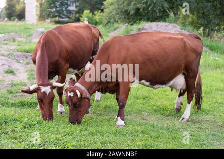 Le mucche sono marroni. Nei limiti della città. Mangiare erba. Foto Stock