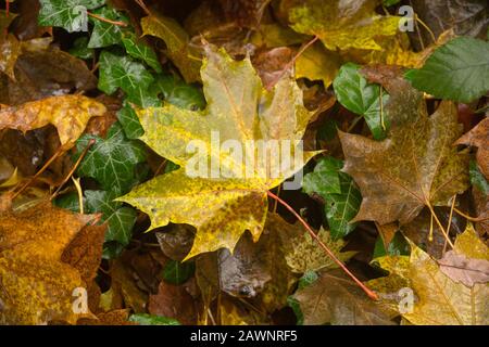 Foglie di albero d'autunno umide, gialle e marroni, che cadono tra le altre foglie e l'edera caduti a terra nel bosco di Littleworth Common, Esher, Surrey Foto Stock