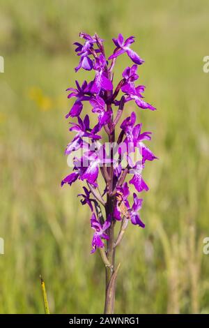 Orchidea robusta (Orchis palustris ssp. Robusta) Foto Stock