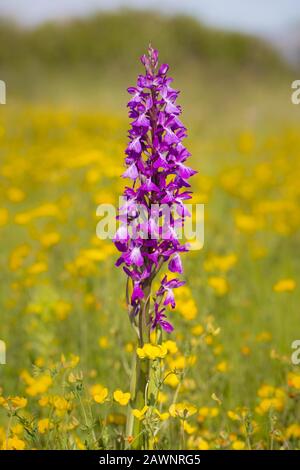 Orchidea robusta, Orchis palustris ssp. Robusta, Orchis robusta Foto Stock