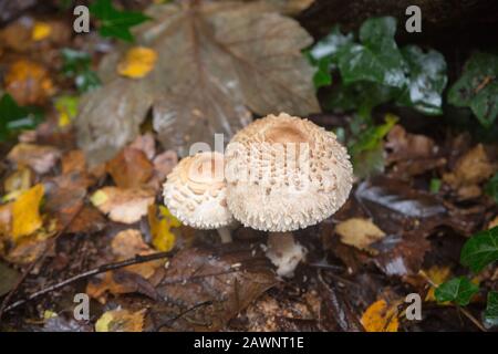 Toadsgabelli o funghi (funghi) che crescono a terra in boschi a Littleworth Common, Esher, Surrey Foto Stock