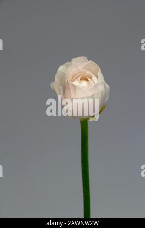 Bello singolo tenero fiore ranunculus rosa su una parete grigia sfondo, fuoco selettivo Foto Stock