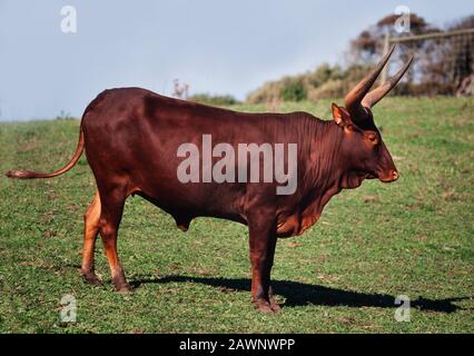 Bovini di Ankole africani, toro maschio grande con corna enormi, Bos tarus Foto Stock