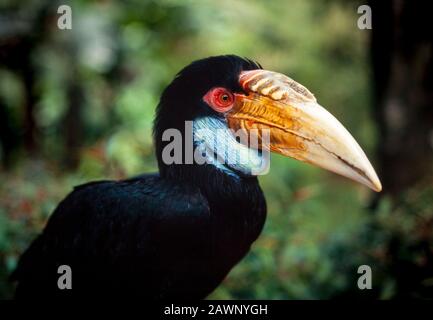 Ornbill Rugoso, Rhyticerus Leucocephalus, Malesia Foto Stock