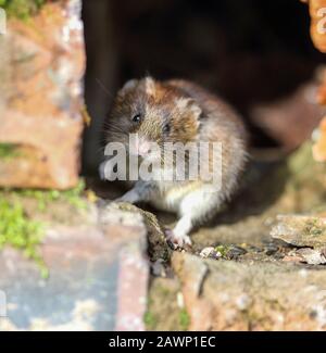 Bank Vole (Myodes glareolus) Foto Stock