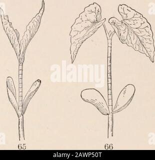 Un corso pratico in botanica : con particolare riferimento ai suoi cuscinetti sull'agricoltura, l'economia e l'igiene . P 63 64 Figg. 63,64.-radice di seme-ling di fagiolo, misurato per mostrare la regione ofgrowth : 63, fase iniziale oftion ; 64, fase successiva. Figg. 65, 66. Stelo di piantina di fagiolo,misurato per mostrare regione di crescita: 65, fase iniziale di crescita; 66, fase successiva. E5CPERIMENT 36. Foto Stock