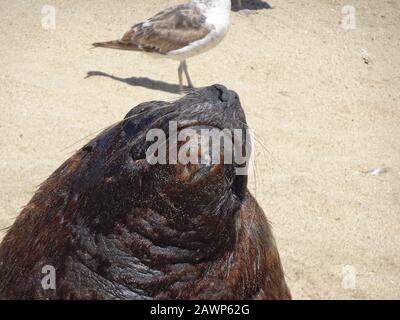 otarinos meglio conosciuto come leone di mare Foto Stock