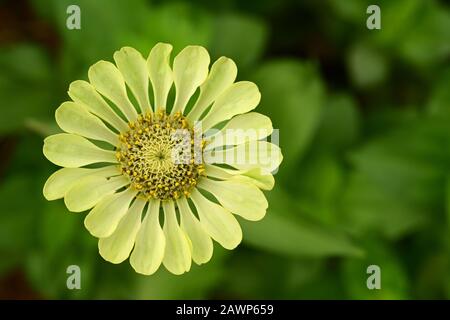 Zinnia fiore singola forma crescente in giardino Foto Stock