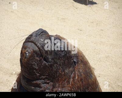 otarinos meglio conosciuto come leone di mare Foto Stock