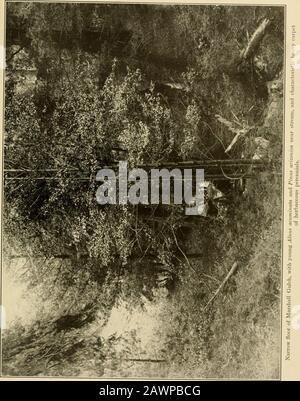 La vegetazione di una catena montuosa desertica condizionata da fattori climatici . B. ruscello e Stretta pianura alluvionale in Marshall Gulch vicino al Montane Garden. Alnus acuminata, Acerbrachypierum e Abies concolor. Piastra di spallamento 30. Piastra di spallamento 31 Foto Stock