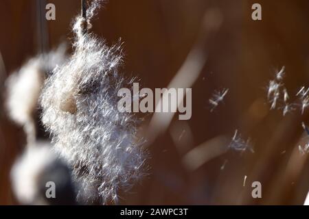 Bulrush Fiori Che Soffiano nel vento Foto Stock