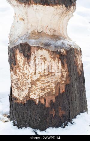 Albero di Cottonwood, masticato dal castoro americano (Castor canadensis), America del Nord Orientale, da Dominique Braud/Dembinsky Photo Assoc Foto Stock