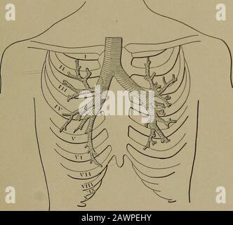Diagnosi fisica, comprese le malattie degli organi toracici e addominali : un manuale per studenti e medici .. . CAPULAR. Il polmone. La pleura. INTERSCAPOLARE. I polmoni. Trachea e bronchi l'aorta. L'esofago. Il dotto toracico. La vena azygous maggiore. SCAPOLARE SINISTRO. Il polmone. La pleura. GIUSTO. Il polmone.Il diaframma.Il fegato.Il rene.La pleura. INFRASCAPULAR. MEDIANA. L'aorta.L'esofago.il dotto toracico.la vena majorgo azigoIl diaframma. A SINISTRA. Il polmone. Il diaframma. La milza. Il rene. La pleura. * Gli Organi sono citati in ogni regione che contiene solitamente c'è ne Foto Stock
