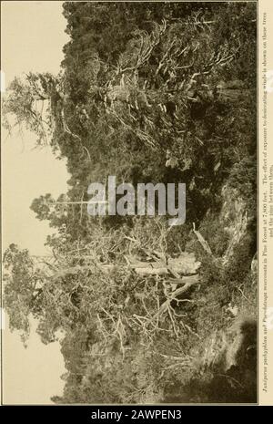 La vegetazione di una catena montuosa desertica condizionata da fattori climatici . Piastra di spallamento 23. Piastra di protezione 24 Foto Stock