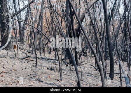 Il Gospers Mountain Mega-Fire bruciato attraverso oltre 500,000 ettari di cespuglio e proprietà. A Bilpin il fuoco saltò la strada e bruciò frutteti e case. Foto Stock