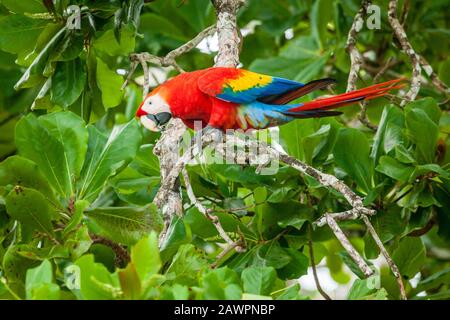 Scarlet Macaw parrot su un albero nel Parco Nazionale di Corcovado in Costa Rica Foto Stock