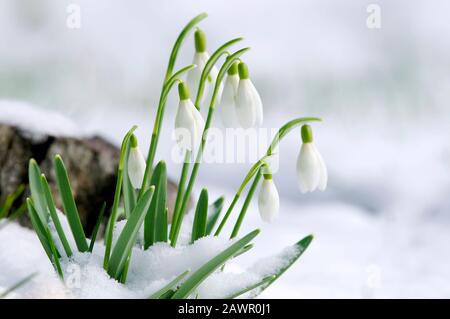 Neve comune (Galanthus nivailis) nella neve. Foto Stock