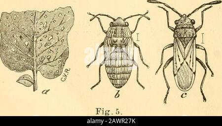 Relazione dell'Entomologo di Stato sugli insetti nocivi e benefici dello stato dell'Illinois . Fig. 4.. Foto Stock