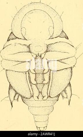 Relazione dell'Entomologo di Stato sugli insetti nocivi e benefici dello stato dell'Illinois . Fig. 2. Foto Stock