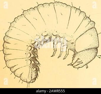 Relazione dell'Entomologo di Stato sugli insetti nocivi e benefici dello stato dell'Illinois . / -^^ / - ^ Fig. 1.. Fig. ;^ Foto Stock