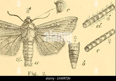 Relazione dell'Entomologo di Stato sugli insetti nocivi e benefici dello stato dell'Illinois . Fig. 1. «^?SS55-, .. Foto Stock