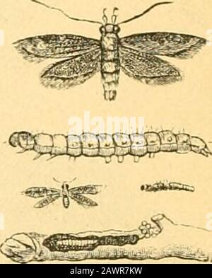 Relazione dell'Entomologo di Stato sugli insetti nocivi e benefici dello stato dell'Illinois . Fig. 5. Foto Stock