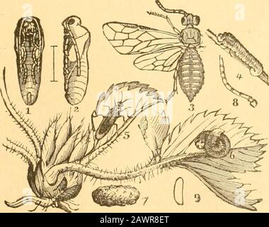 Relazione dell'Entomologo di Stato sugli insetti nocivi e benefici dello stato dell'Illinois . Fig. 5.. Fig. 0. Foto Stock