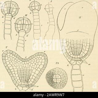 Testo-libro di botanica, morfologica e fisiologica . rowsin tutte le direzioni, che si traduce in un periodo iniziale nella sua differenziazione in plerome(///, IV, V, ombreggiato nel disegno), e periblem. La massa di tessuto che è prodotta dalla cellula primaria dell'embrione aumenta così rapidamente mediante la multi-applicazione delle sue cellule, e due grandi protuberanze (F, cc), le prime foglie di orcotiledoni, fanno presto la loro comparsa una su ciascun lato dell'apice {s); L'apice del fusto L 1 2 5i6 è presente solo come estremità dell'asse longitudinale dell'embrione; un pezzo elevato di ti Foto Stock