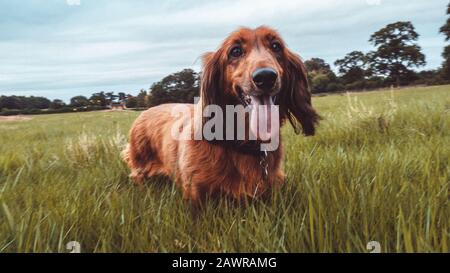 Carino simpatico cane da setter irlandese che corre in un campo erboso con la linguetta fuori Foto Stock