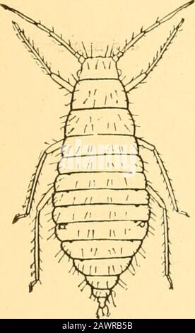 Relazione dell'Entomologo di Stato sugli insetti nocivi e benefici dello stato dell'Illinois . Fi?. 1. Foto Stock