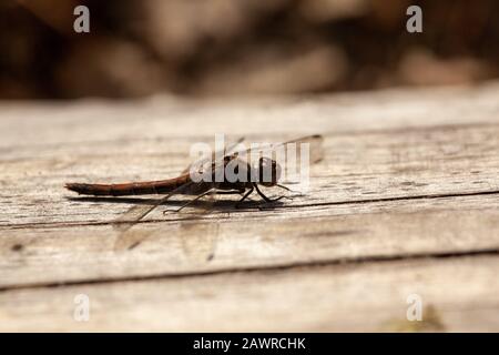 Vista laterale primo piano di una libellula su un legno superficie Foto Stock