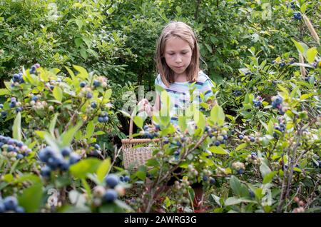 Una ragazza abbastanza giovane sceglie i mirtilli maturi e moncone a questa fattoria locale del Michigan mirtillo in Nord America Foto Stock