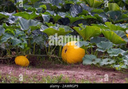 Primo piano di zucche rotonde in crescita in un campo Michigan USA Foto Stock