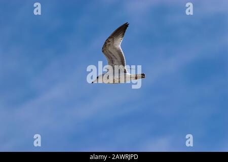 Un bellissimo anello marrone e bianco Gull Che appola le sue ali mentre si svetta in alto attraverso un cielo blu pieno di nubi bianche e bianche. Foto Stock