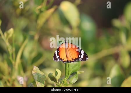 primo piano di una farfalla monarca brillante (farfalla comune) che riposa su foglia verde limone, insetto farfalla all'aperto Foto Stock