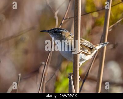 Una palude Wren (Cistothorus palustris) foraging nei cespugli. Houston, Texas, Stati Uniti. Foto Stock